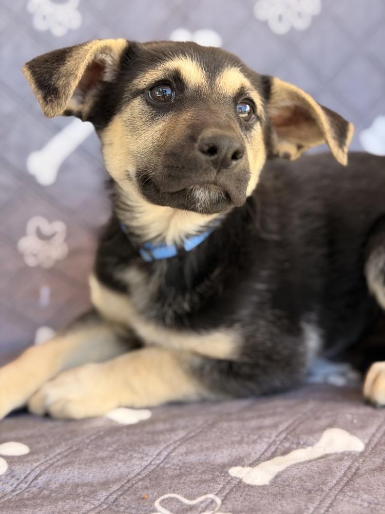 Enlarge Raj, a Adoptable mixed breed in Pleasant Hill, CA image 6/6