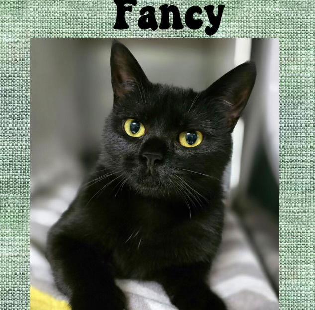 Enlarge Fancy NC, a Adoptable Domestic Medium Hair in Satellite Beach, FL image 1/1