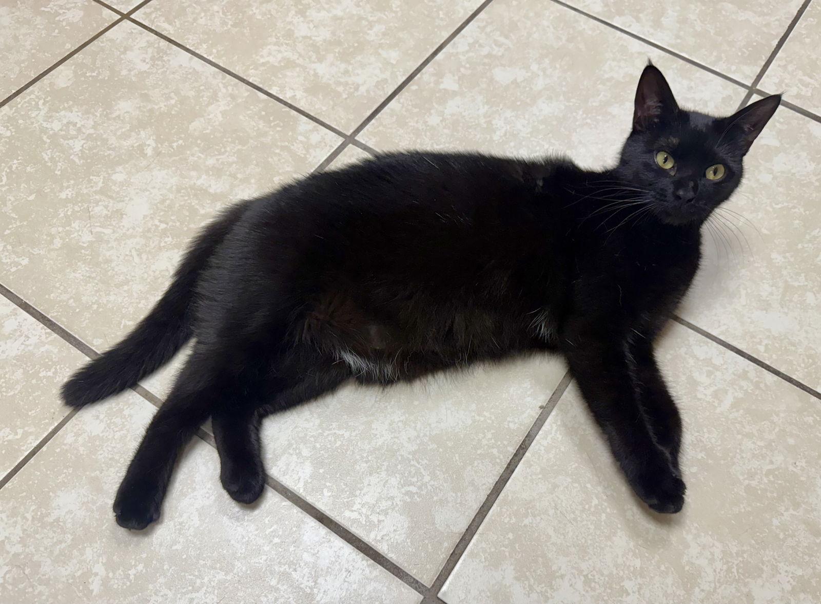 Enlarge Fancy NC, a Adoptable Domestic Medium Hair in Satellite Beach, FL image 2/3