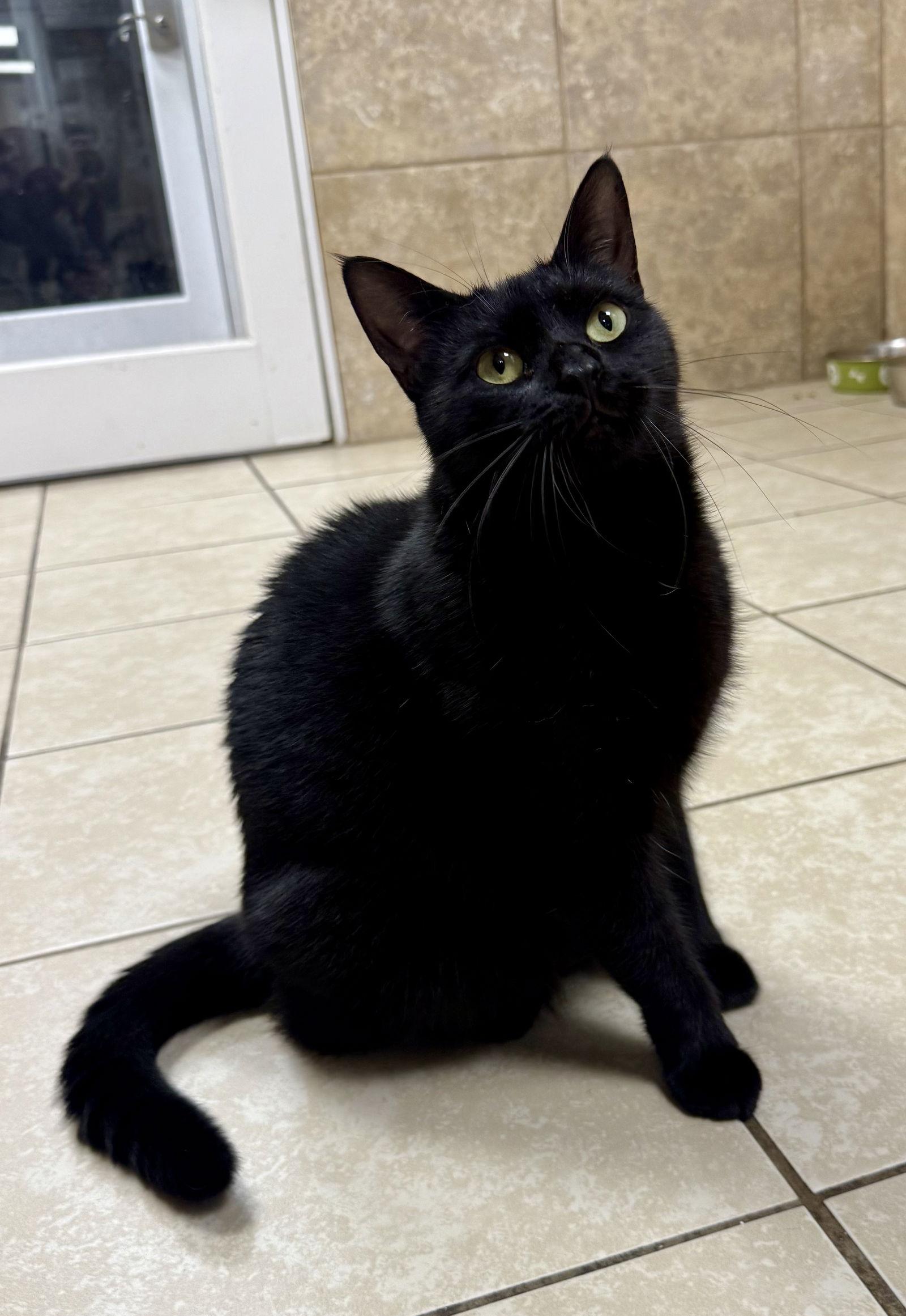 Enlarge Fancy NC, a Adoptable Domestic Medium Hair in Satellite Beach, FL image 3/3