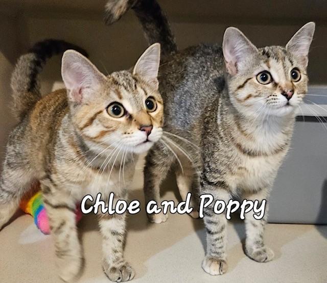 Chloe and Poppy, Adopted, Kitten Female Domestic Short Hair.