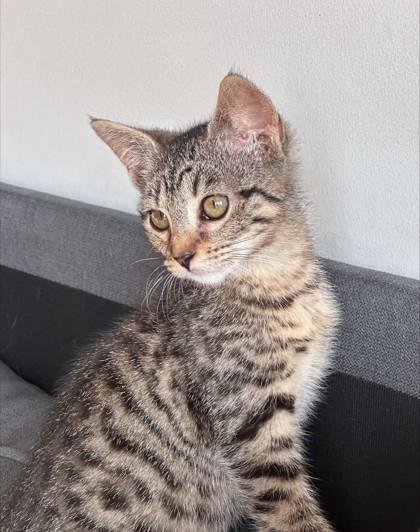 Enlarge Breeze, a Adoptable mixed breed in Washington, DC image 3/3