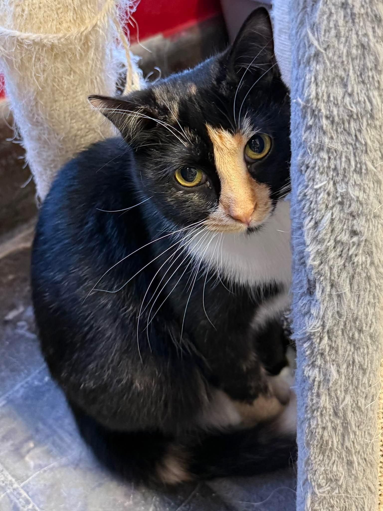 Luna, adoptable, Kitten Female Domestic Short Hair.