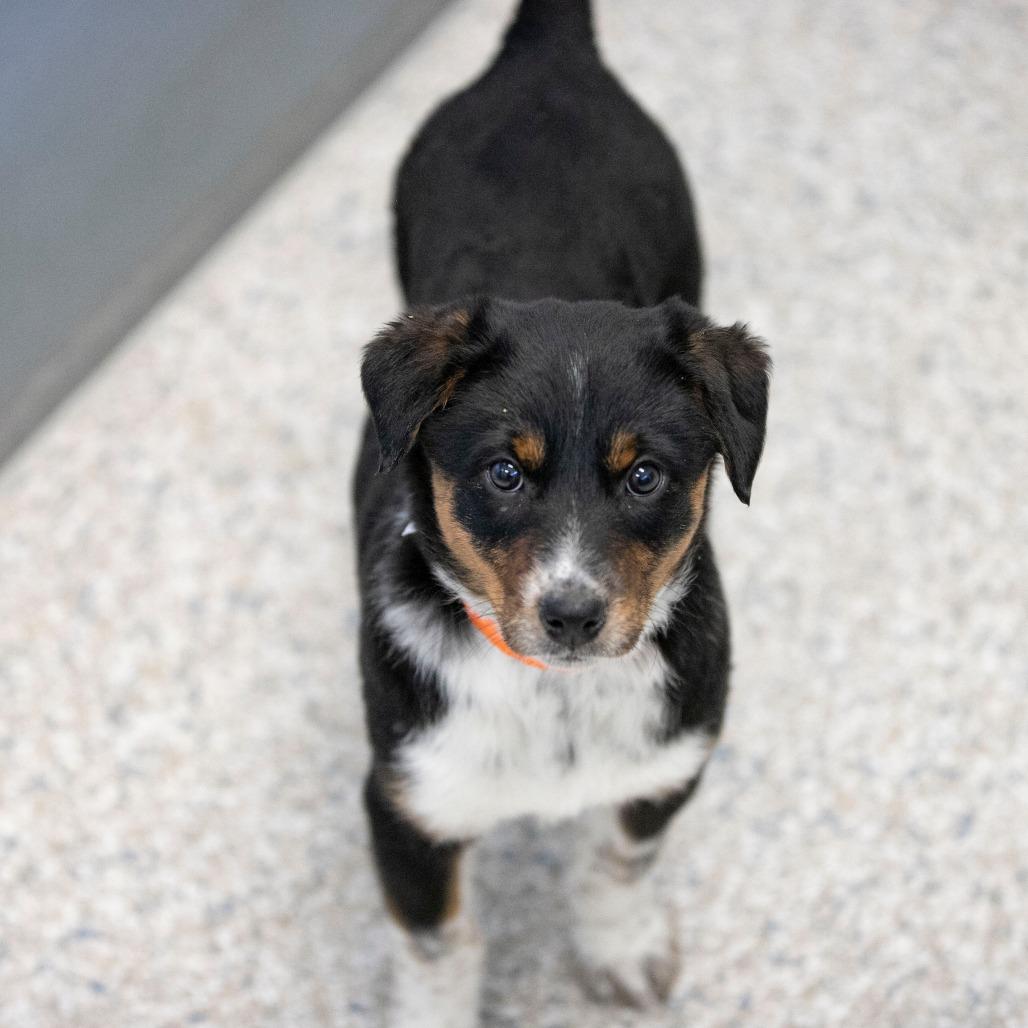 Denim (F26-14), Adoptable, Puppy Female Australian Cattle Dog / Blue Heeler & Mixed Breed.