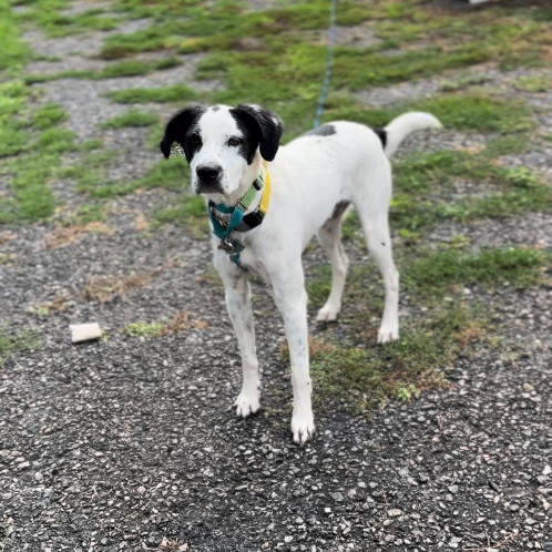 Enlarge Ferris, a Adoptable mixed breed in Far Hills, NJ image 1/3