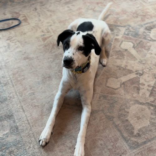 Enlarge Ferris, a Adoptable mixed breed in Far Hills, NJ image 2/3