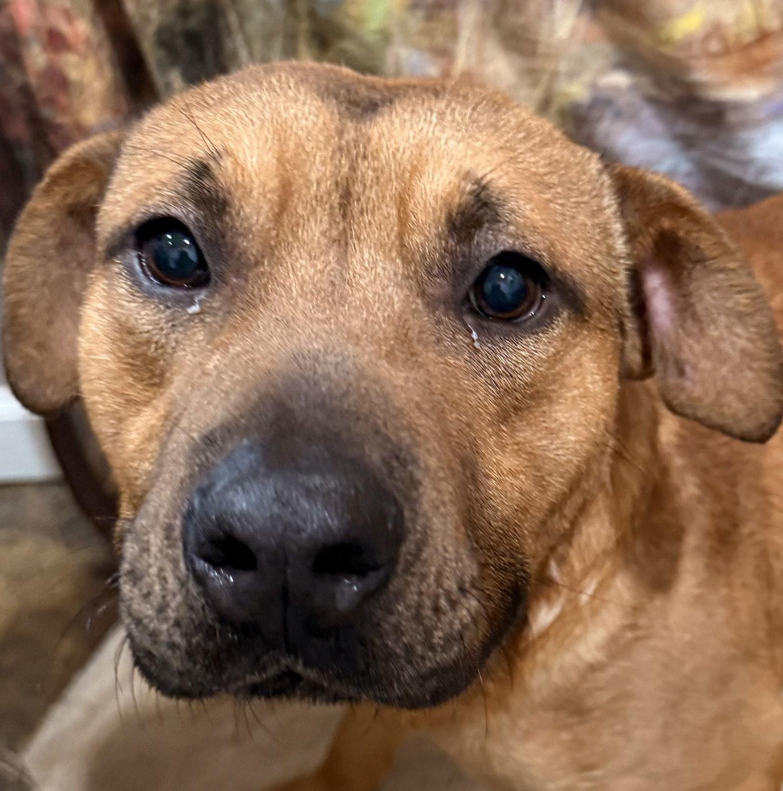 Enlarge Pumba, a Adoptable Pit Bull Terrier in Corning, AR image 1/1