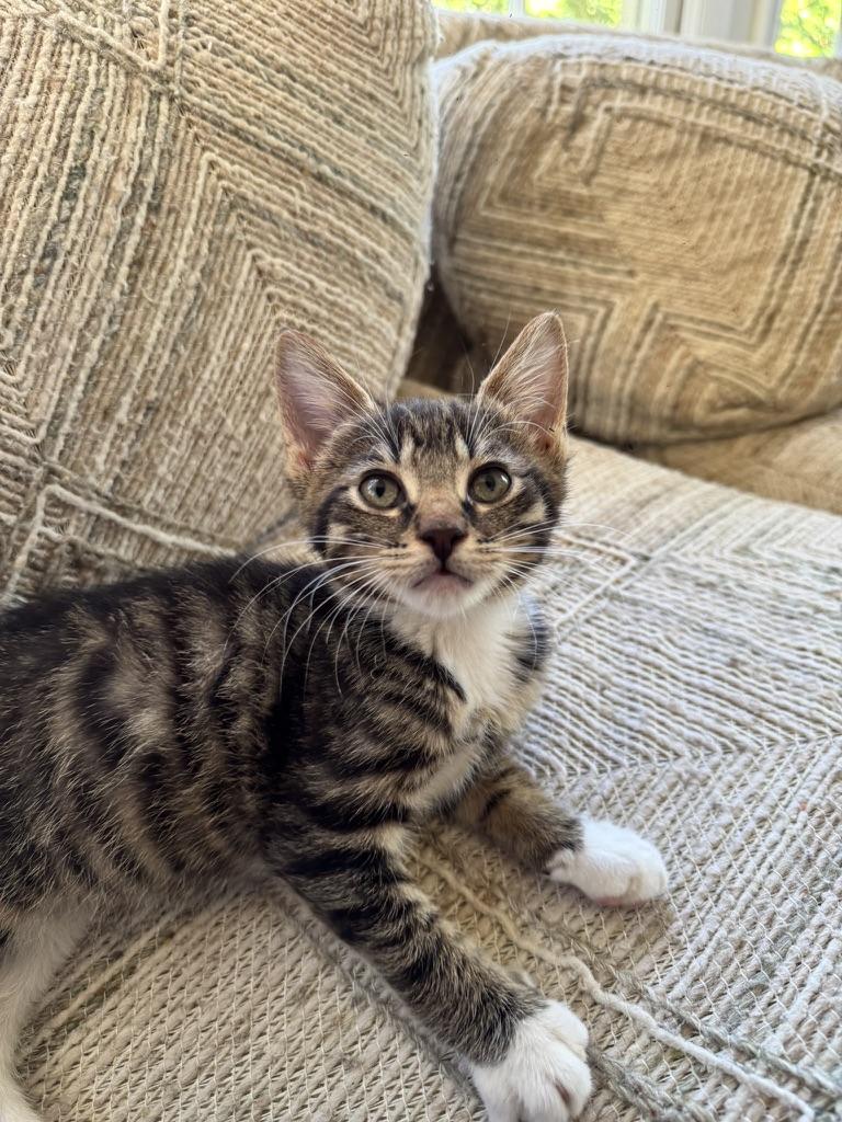 Enlarge Shrek, a Adoptable Domestic Short Hair in Stockbridge, GA image 4/4