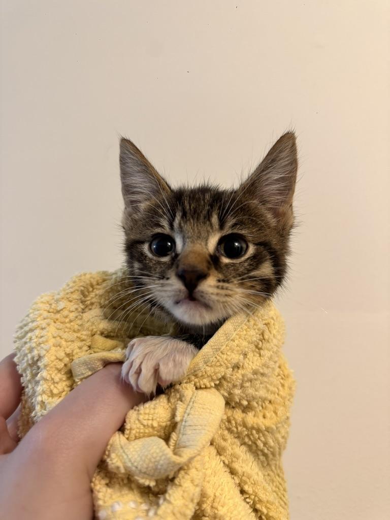 Shrek, Adoptable, Kitten Male Domestic Short Hair.