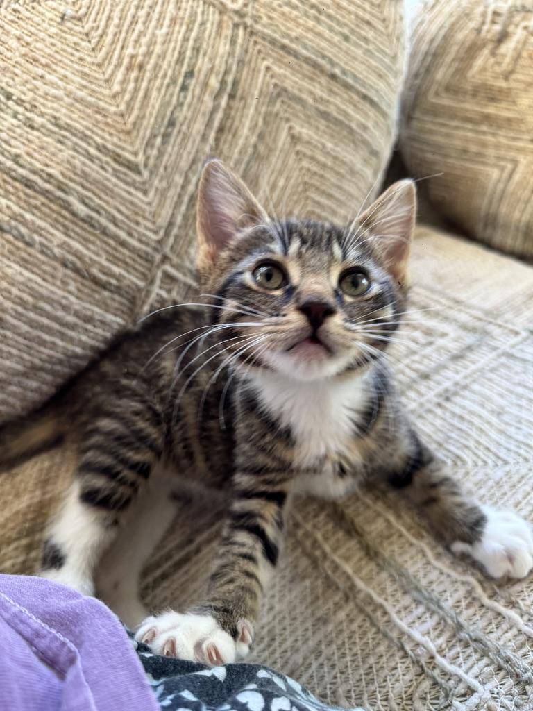 Enlarge Shrek, a Adoptable Domestic Short Hair in Stockbridge, GA image 2/4