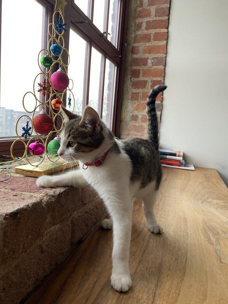 Fritter the Critter, Adoptable, Kitten Male Domestic Short Hair.