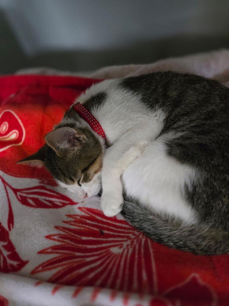 Enlarge Fritter the Critter, a Adoptable Domestic Short Hair in Henrico, VA image 3/5