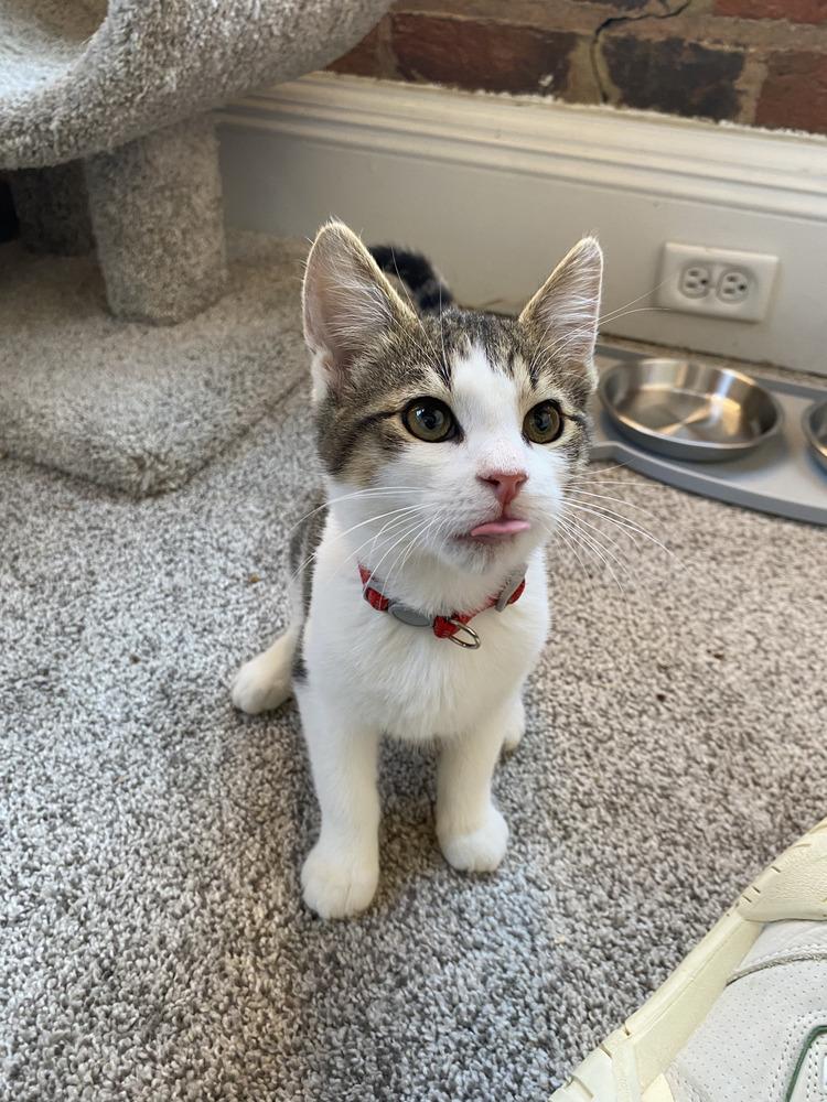 Enlarge Fritter the Critter, a Adoptable Domestic Short Hair in Henrico, VA image 5/5