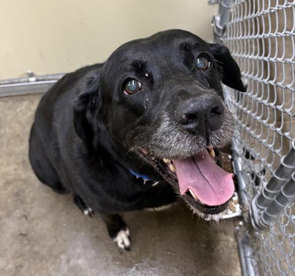 Precious, Adoptable, Senior Female Labrador Retriever.