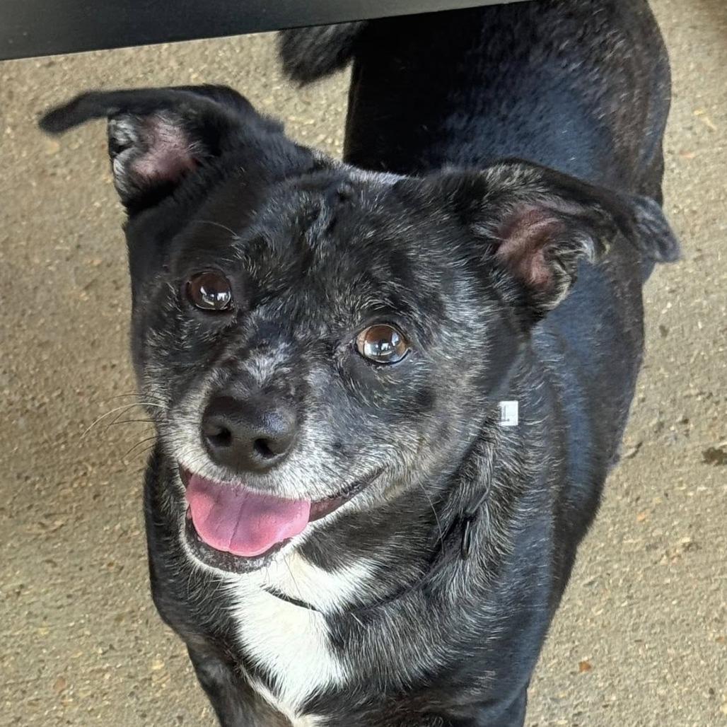 Bailey 22540, Adoptable, Adult Male Terrier & Chihuahua.