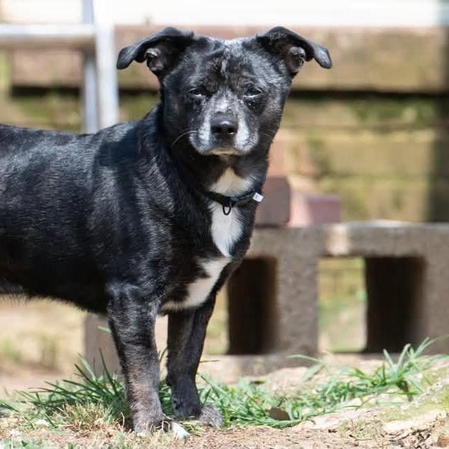 Bailey 22540, a Adoptable mixed breed in Minneapolis, MN image 2/5