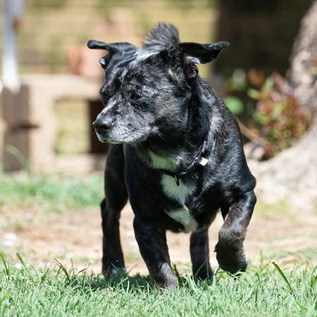 Bailey 22540, a Adoptable mixed breed in Minneapolis, MN image 3/5