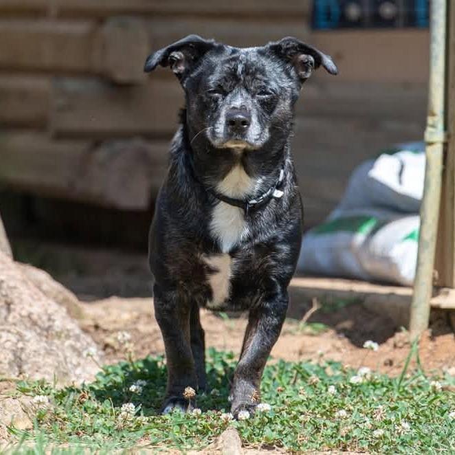 Bailey 22540, a Adoptable mixed breed in Minneapolis, MN image 5/5