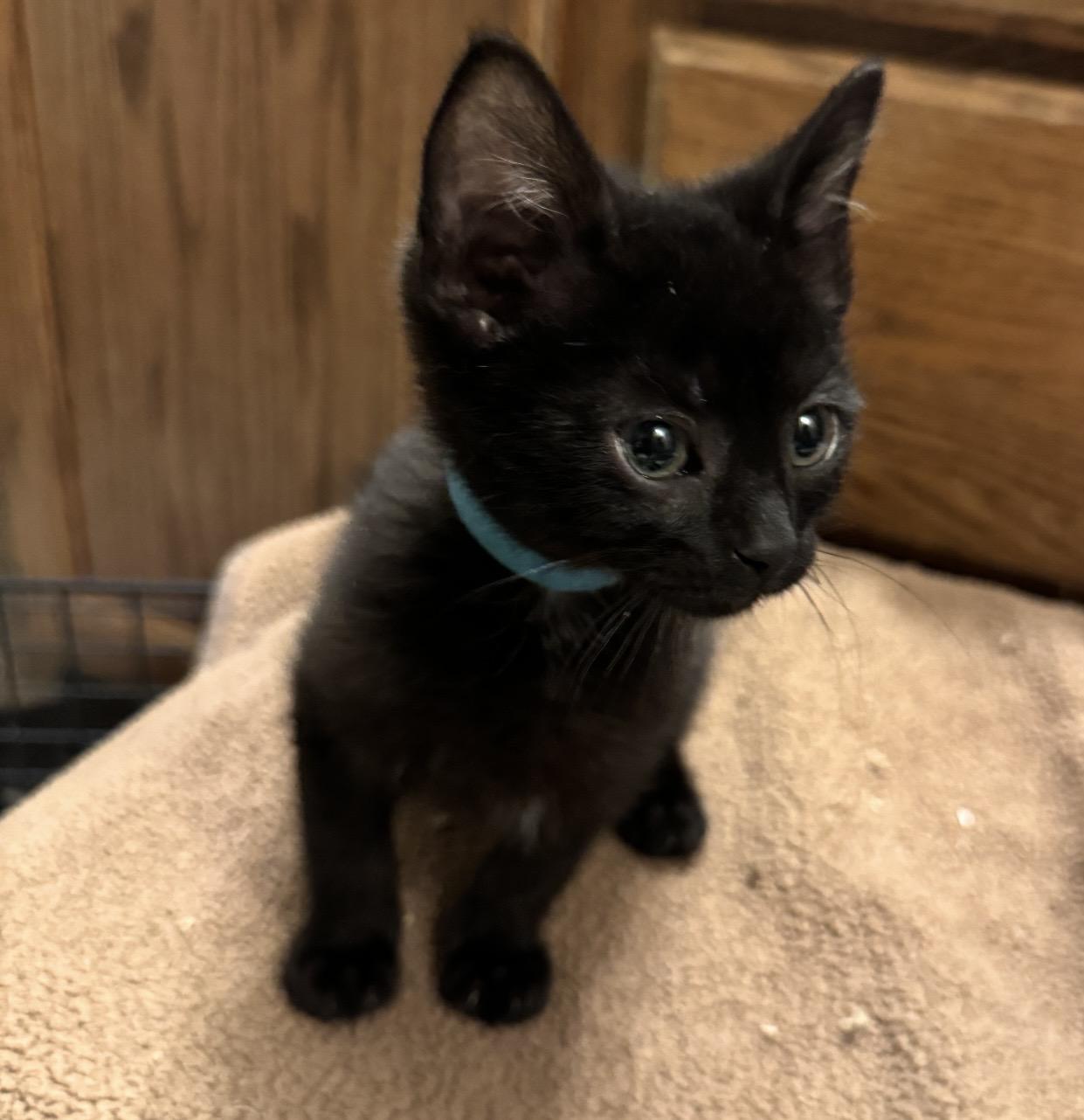 Pudding, a ADOPTABLE Domestic Short Hair in Port Washington, WI image 2/2