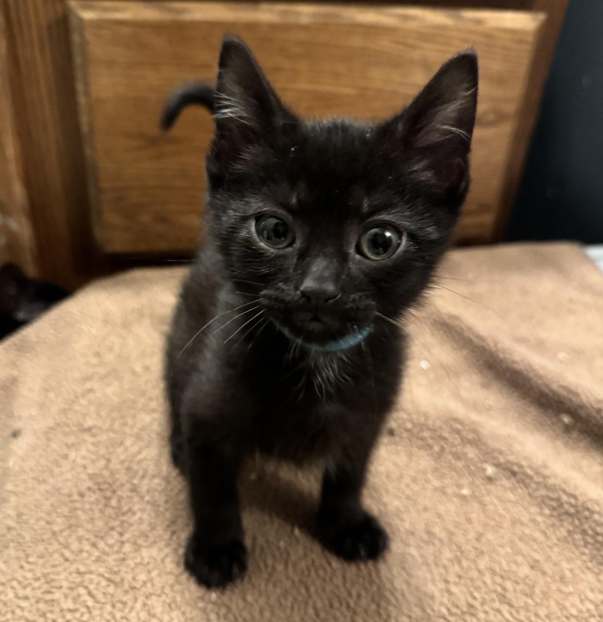 Pudding, a ADOPTABLE Domestic Short Hair in Port Washington, WI image 1/2