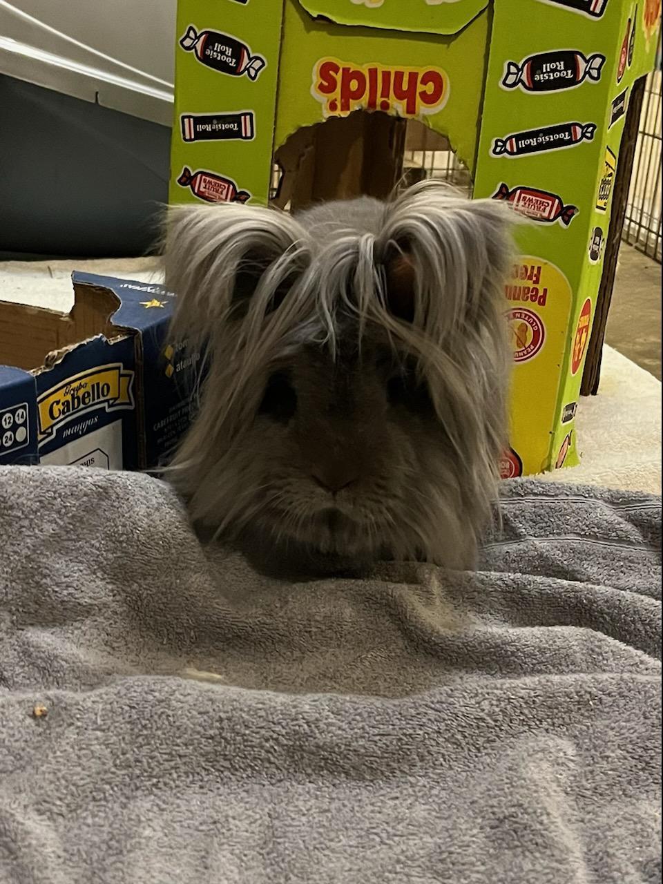 Enlarge Rockette, a ADOPTABLE Lionhead in Omaha, NE image 2/4