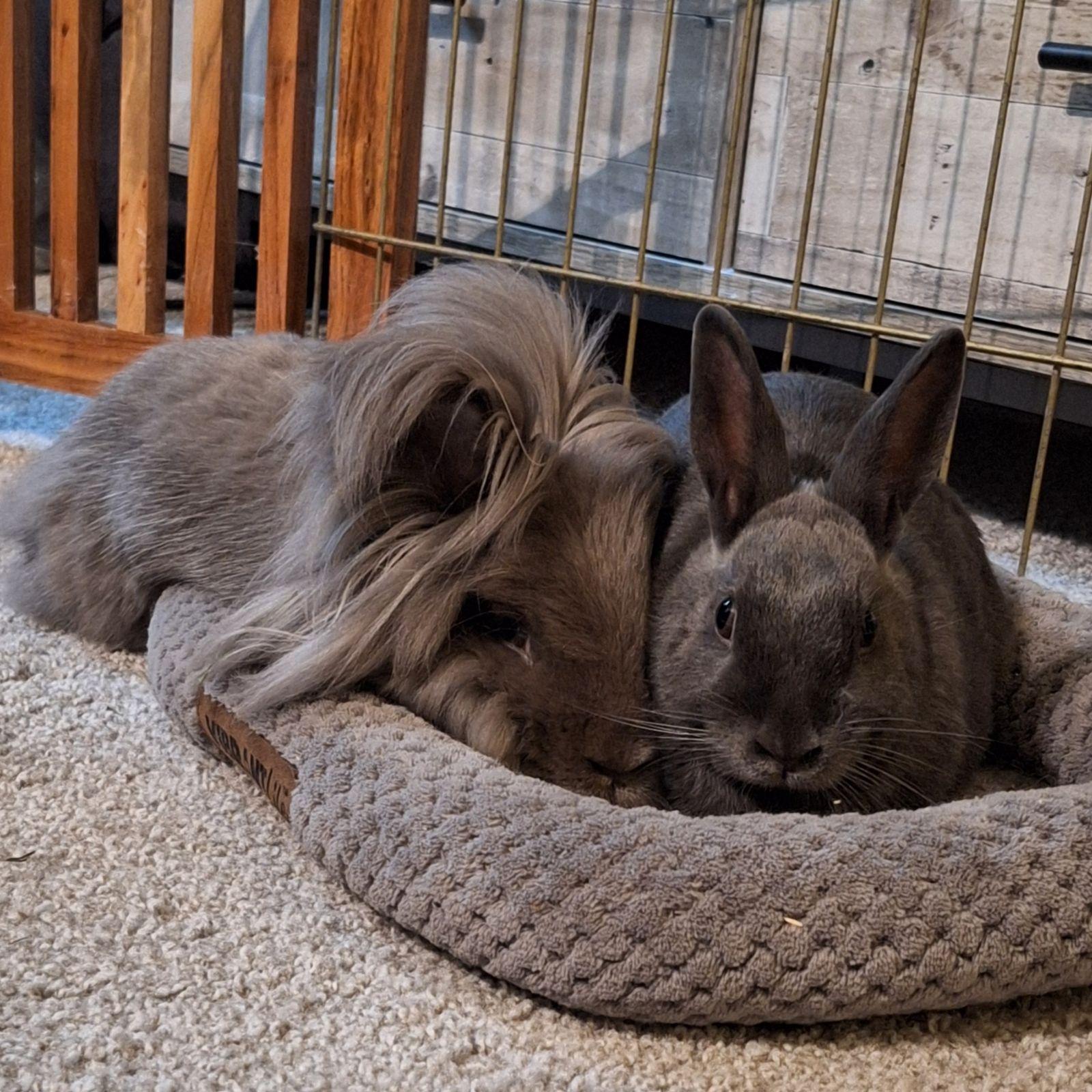 Enlarge Rockette, a ADOPTABLE Lionhead in Omaha, NE image 3/4