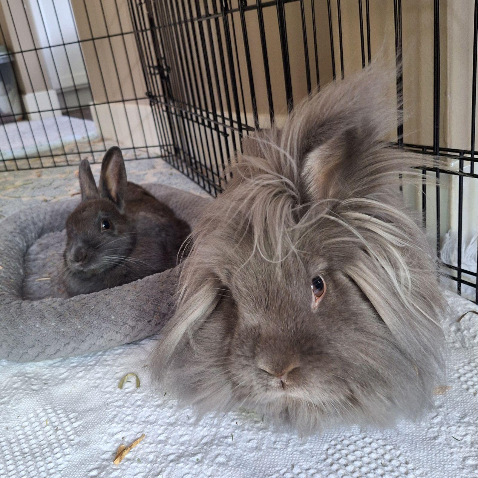 Enlarge Rockette, a ADOPTABLE Lionhead in Omaha, NE image 4/4