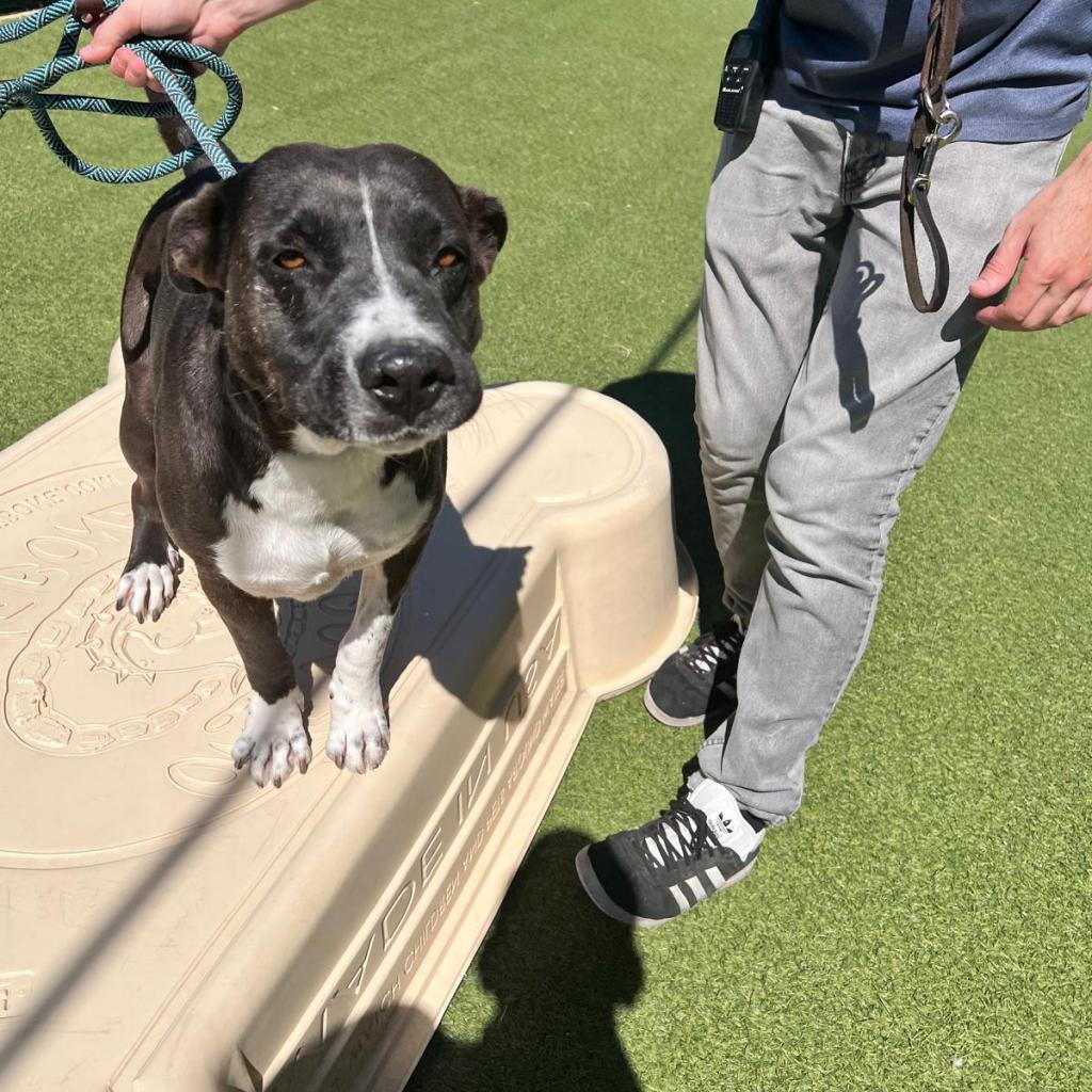 Enlarge Gideon, a Adoptable mixed breed in Tomball, TX image 1/6