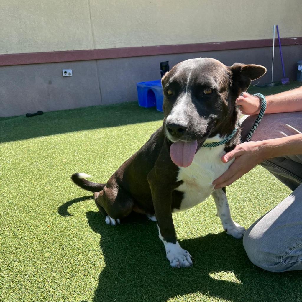 Enlarge Gideon, a Adoptable mixed breed in Tomball, TX image 2/6