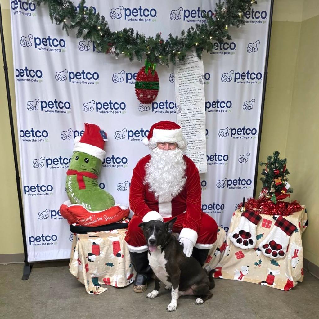 Enlarge Gideon, a Adoptable mixed breed in Tomball, TX image 3/6