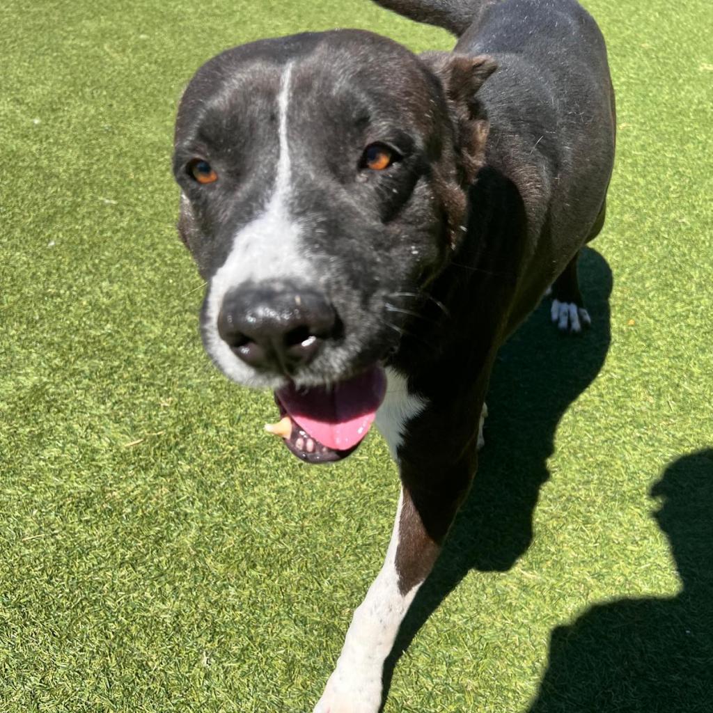 Gideon, a Adoptable mixed breed in Tomball, TX image 3/6