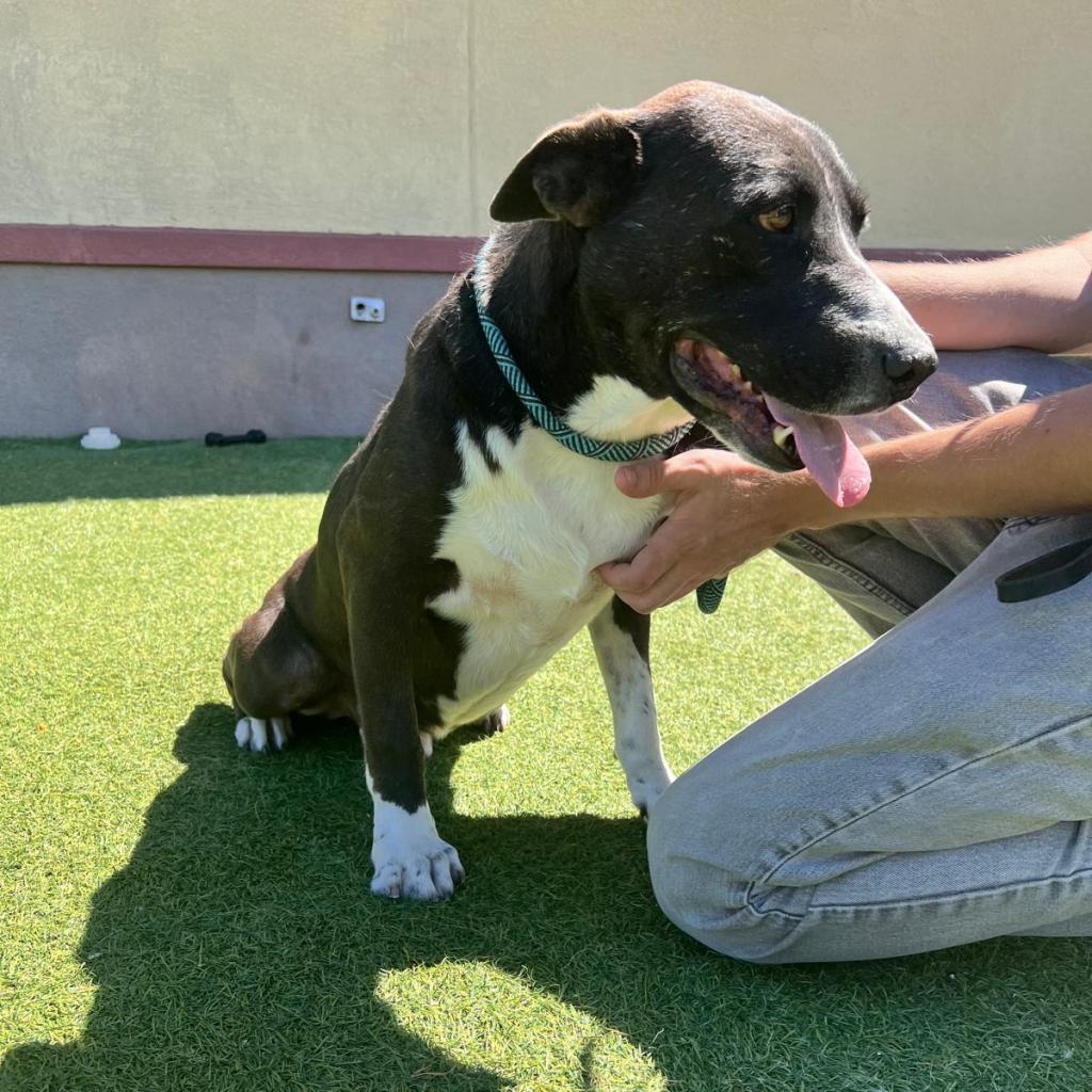 Enlarge Gideon, a Adoptable mixed breed in Tomball, TX image 4/6