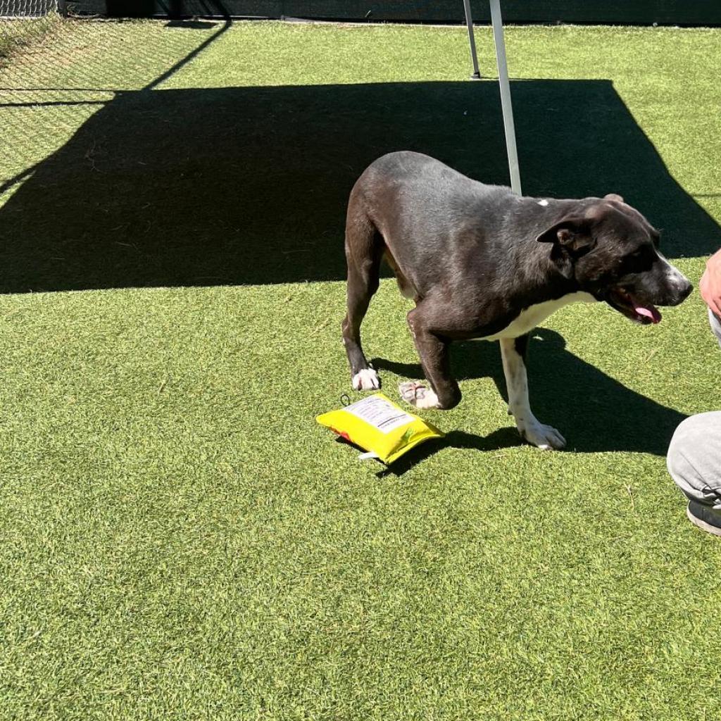 Enlarge Gideon, a Adoptable mixed breed in Tomball, TX image 5/6