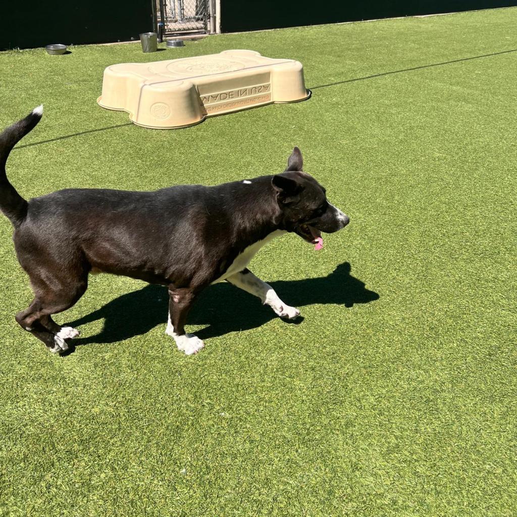 Enlarge Gideon, a Adoptable mixed breed in Tomball, TX image 6/6