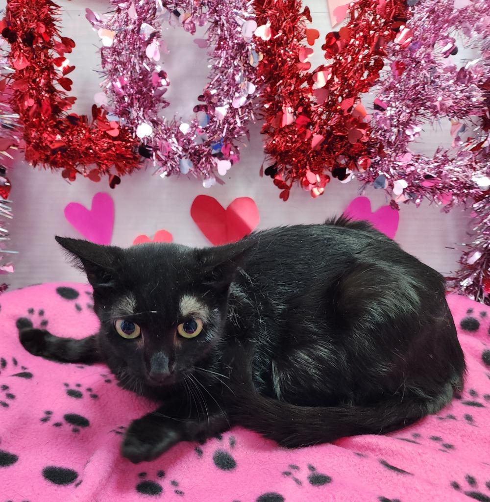 Jubilee, Adoptable, Adult Female Domestic Short Hair.