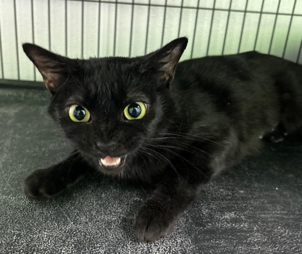 Enlarge Jubilee, a Adoptable mixed breed in Washington Court House, OH image 2/3