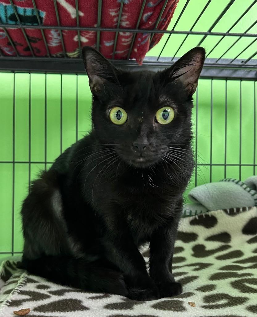 Enlarge Jubilee, a Adoptable mixed breed in Washington Court House, OH image 3/3