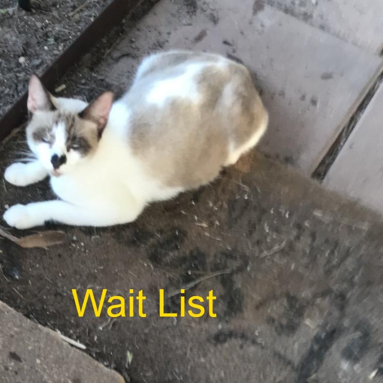 Mama kitty, Adoptable, Adult Female Siamese & Domestic Short Hair.