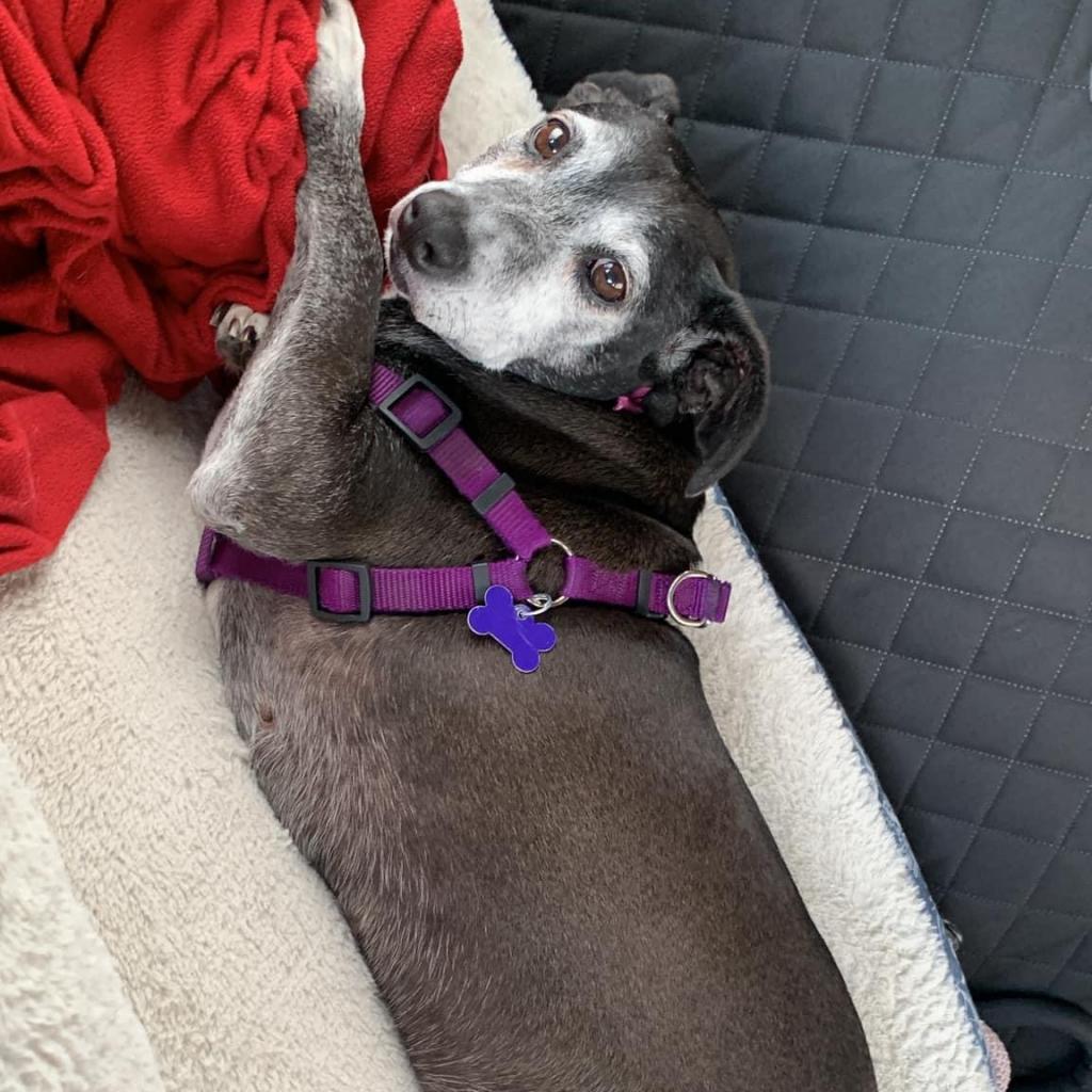 Enlarge Amora Laqueta, a Adoptable mixed breed in Allen, TX image 1/6