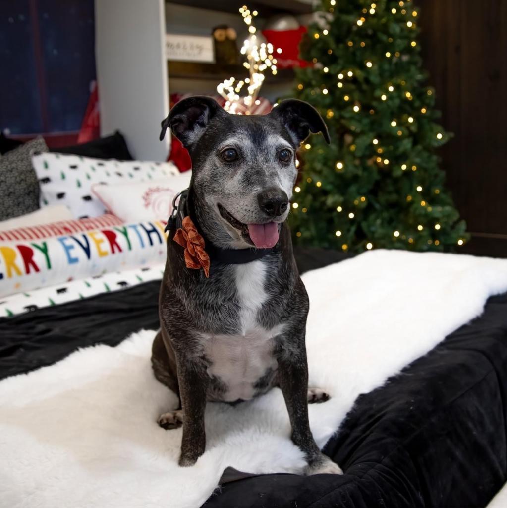 Enlarge Amora Laqueta, a Adoptable mixed breed in Allen, TX image 4/6