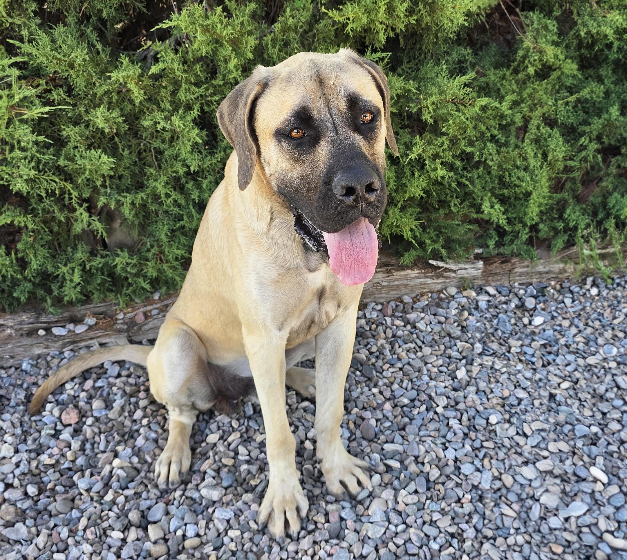 Kissable Mr Kronos - SWEET English Mastiff PUP, a Adoptable Mastiff in Albuquerque, NM image 2/2
