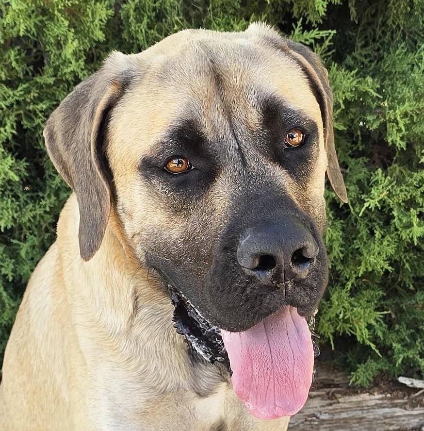 Kissable Mr Kronos - SWEET English Mastiff PUP, Adoptable, Young Male Mastiff.