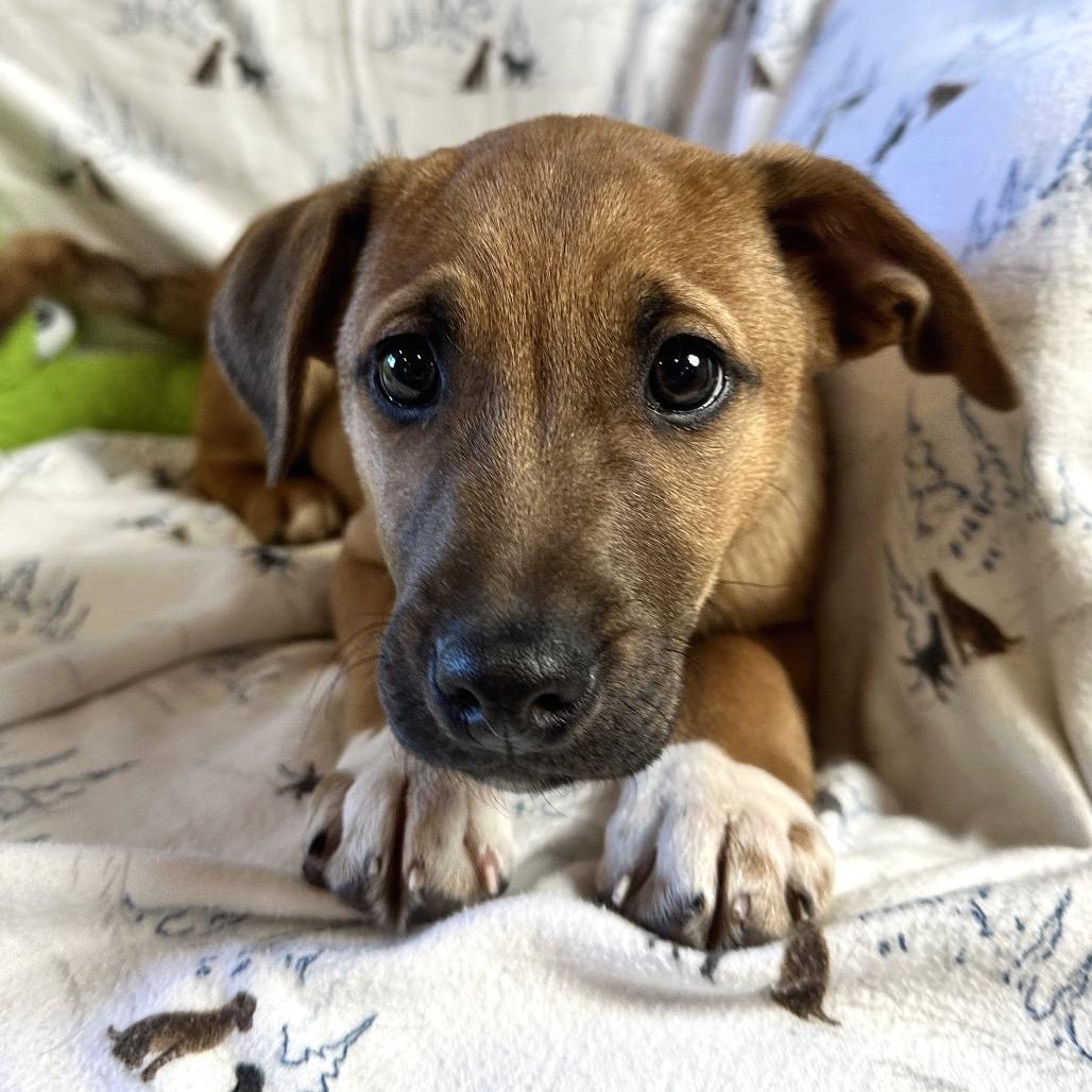 Jenga, Adoptable, Puppy Male Mixed Breed.