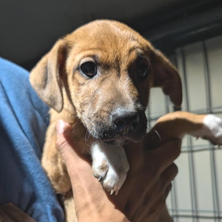 Jenga, Adoptable, Puppy Male Mixed Breed.