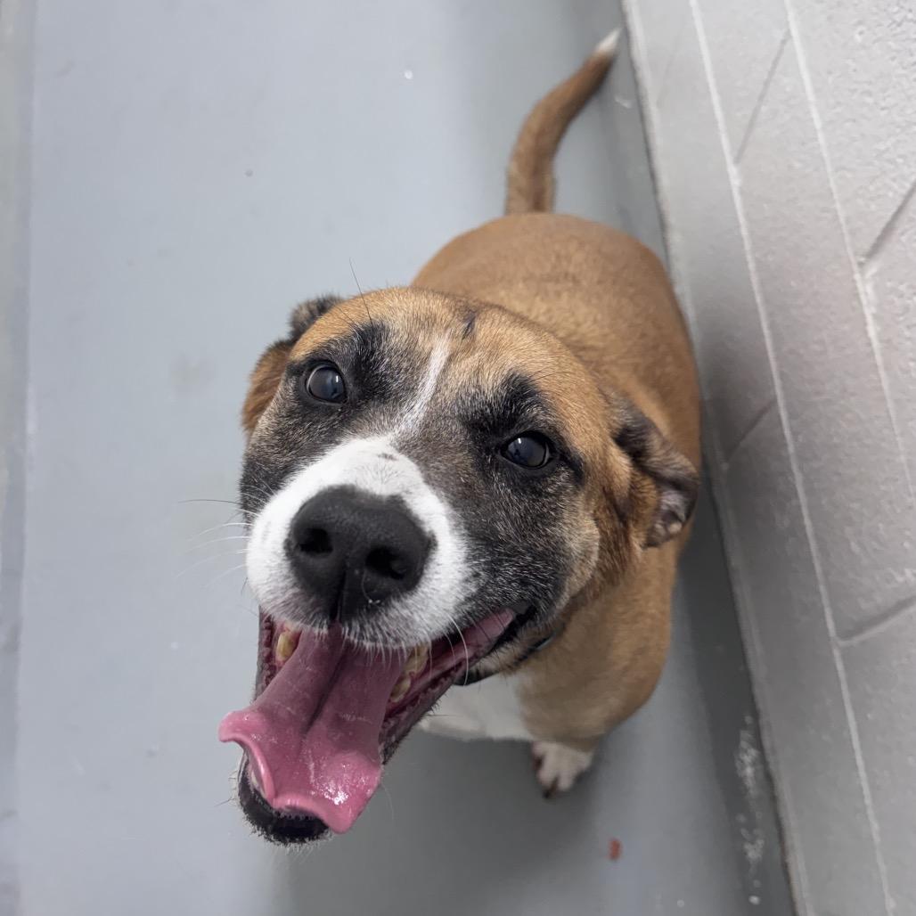 Horchata, Adoptable, Senior Female Labrador Retriever & Pit Bull Terrier.