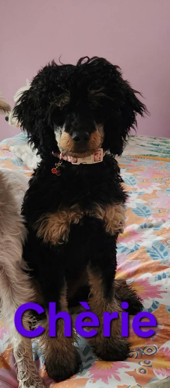 Chérie, Adopted, Young Female Poodle.