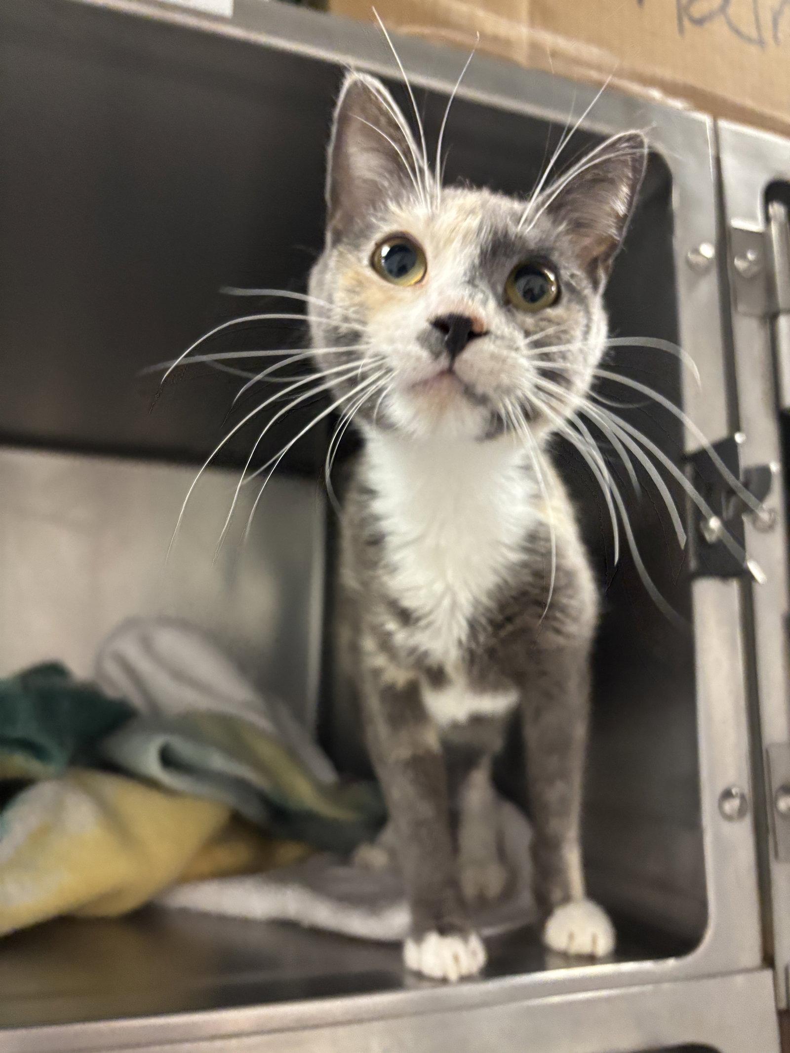 Enlarge Harmony ( BC), a Adoptable Calico in Vallejo, CA image 1/2