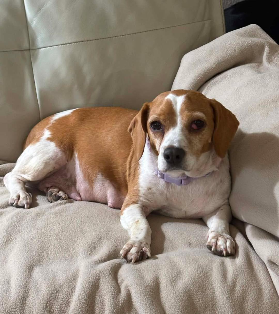 Enlarge Macy, a Adoptable Beagle in Lutz, FL image 1/1