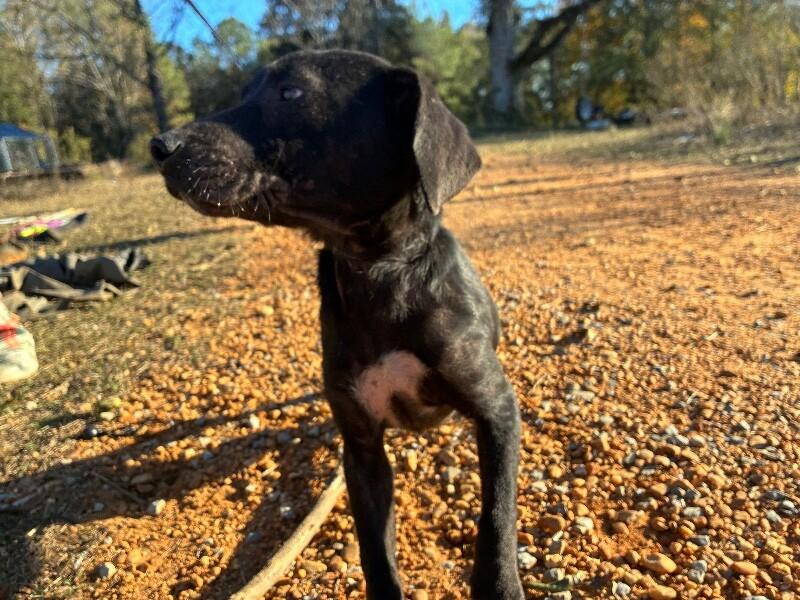 Minnie, Adoptable, Young Female Beagle & Black Labrador Retriever.