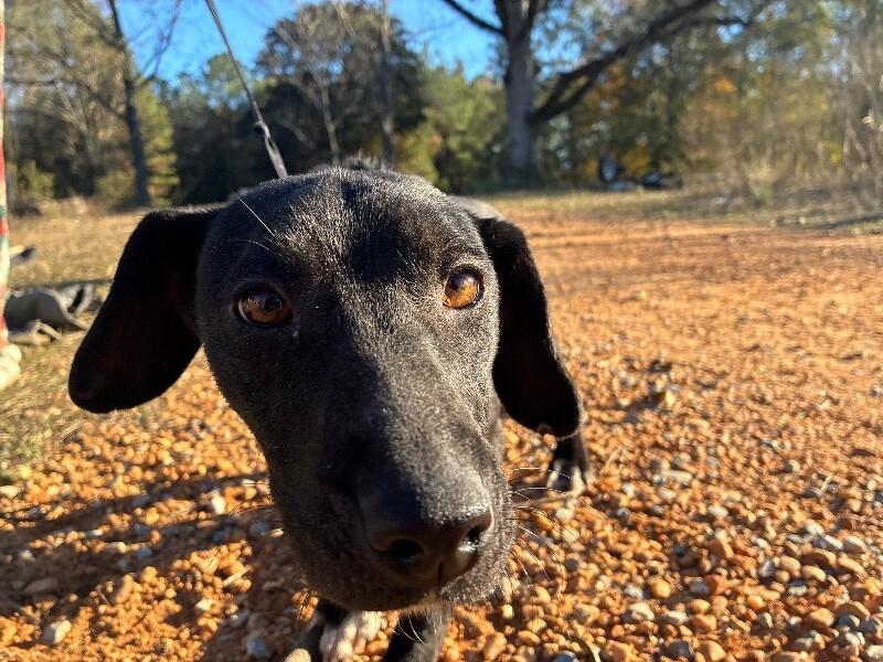 Enlarge Minnie, a Adoptable mixed breed in Thomasville, AL image 2/2